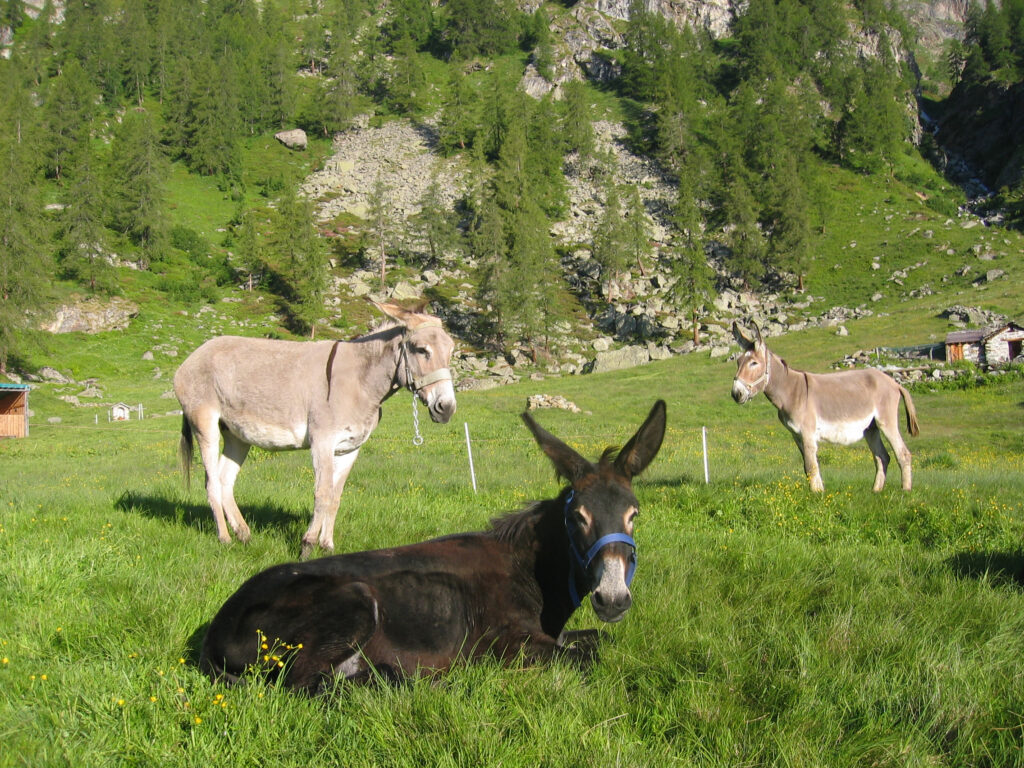 Ânes dans un patûrage au pied du Mont Rose