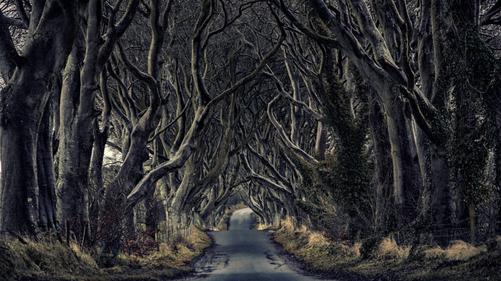 Dark Hedges