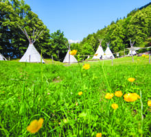 Tipis dans un champ fleuri