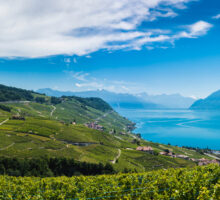 Vue panoramique sur les vignes et le lac de Genève