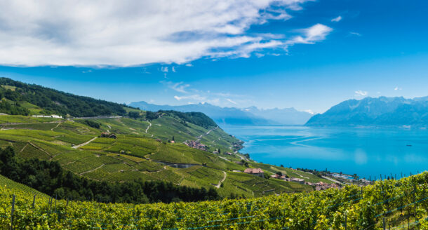 Des idées de dégustations de vin en Suisse et de visites de caves