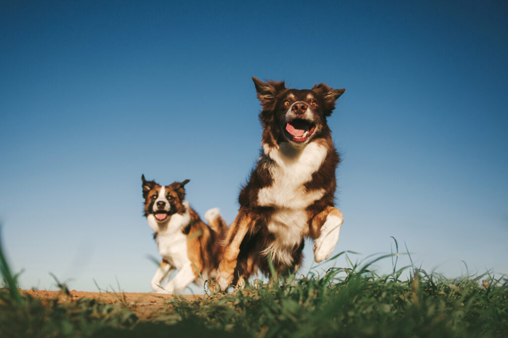 Dos perros jugando en el campo