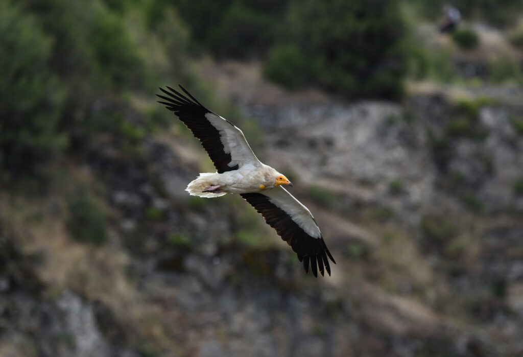 Alimoche volando en plena naturaleza