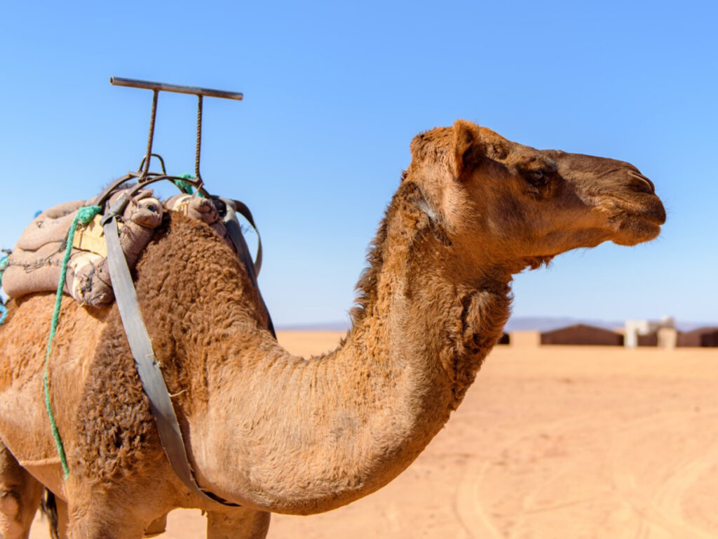 Camello en el desierto de Marruecos