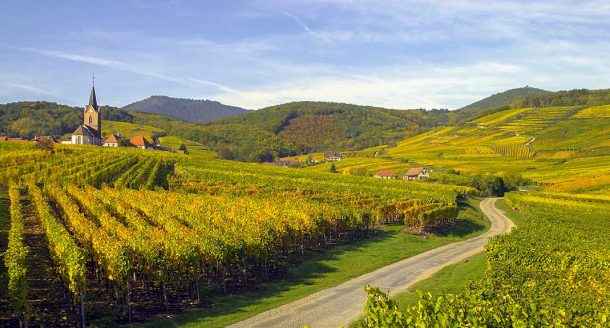 Top 5 : les plus belles routes des vins de France