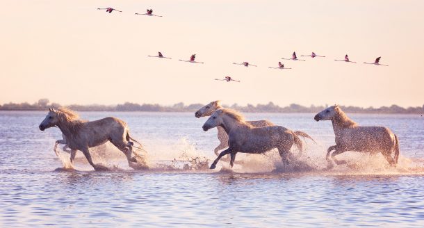 Zoom sur la Camargue et ses paysages sauvages