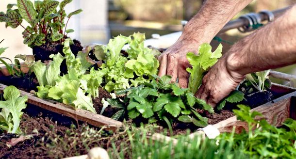 Les meilleures plantes à faire pousser sur un balcon pour se régaler en cuisine