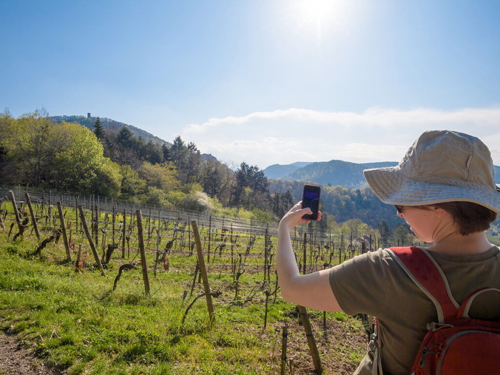 Visite de la route des vins