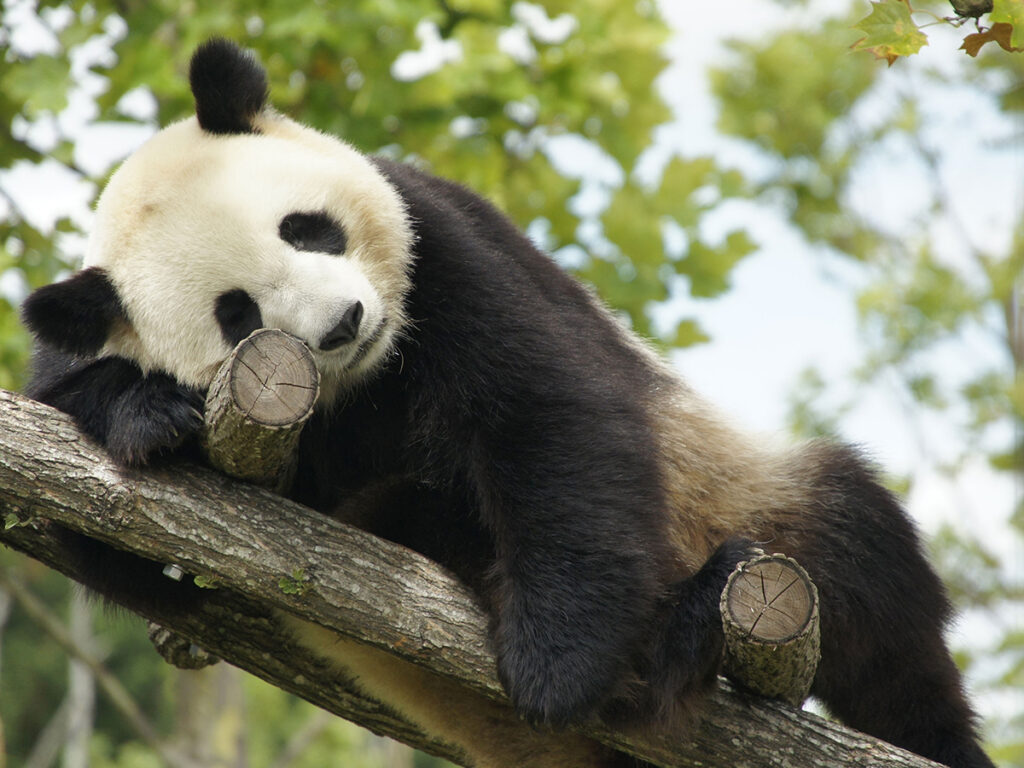 Zoo de Beauval