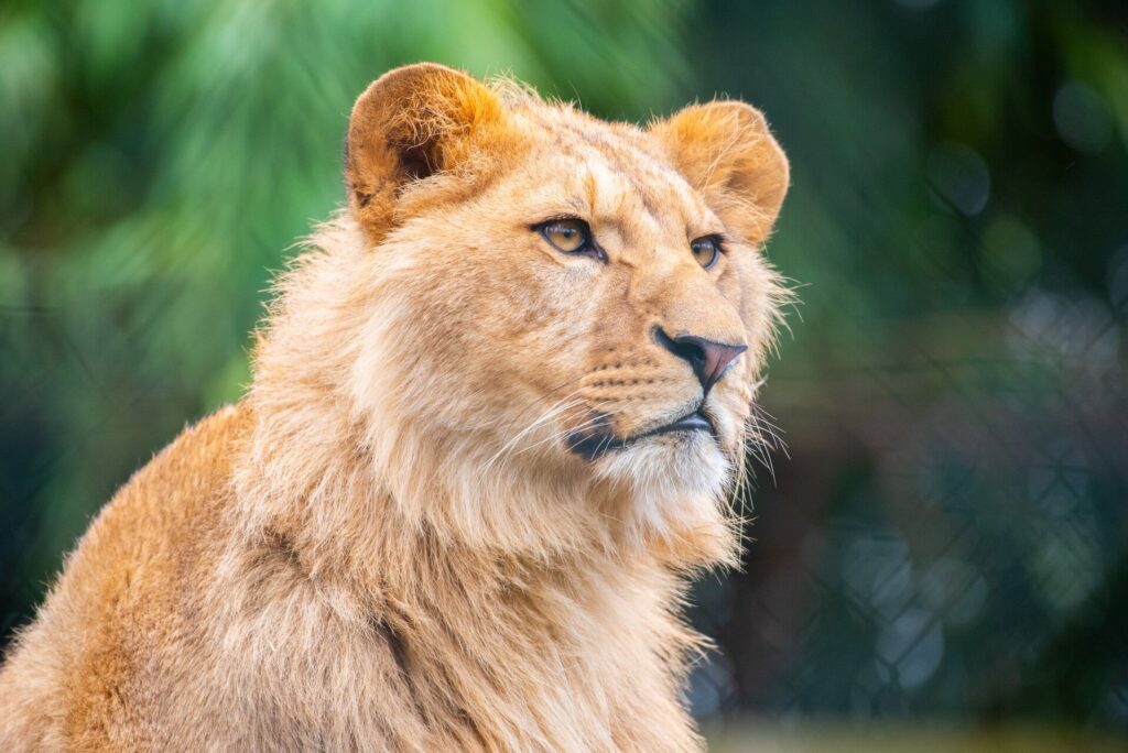 un lion blanc au zoo d'Amnéville