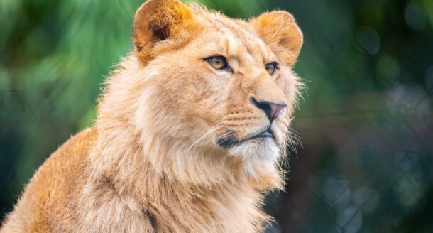 Immersion avec les carnivores au Zoo d’Amnéville