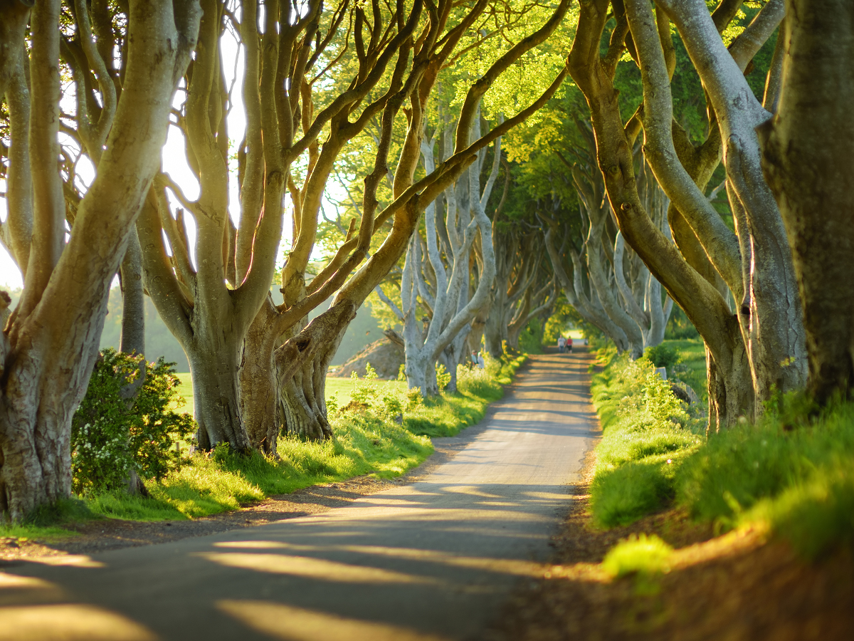 la natura rigogliosa in Irlanda