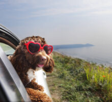 hotel pet friendly in Italia per andare in vacanza con il cane